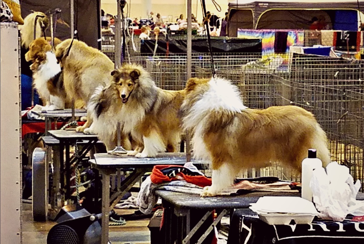 are dogs allowed at the houston dogshow