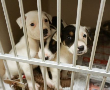 Puppies Harris County Animal Shelter