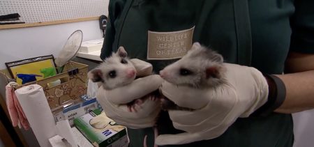 Wildlife Center of Texas talks about the challenge of rescuing and rehabilitating  native species after Harvey. Sept. 8th, 2017.
