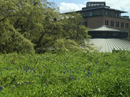 Green Roof at Rice University