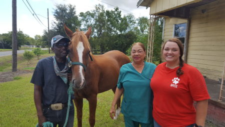 Reuniting Lost Horse - Houston SPCA