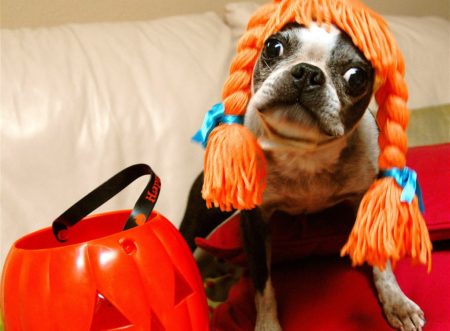 Dog Halloween Costume Pets Flickr