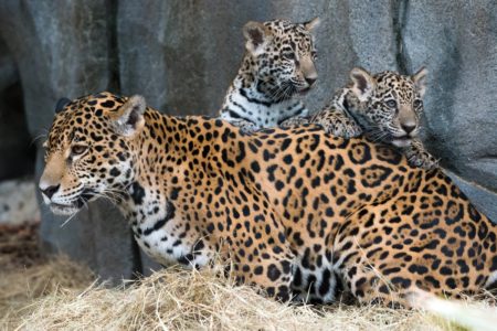 Four-month-old jaguar cubs, Fitz and Emma, made their debut at the Houston Zoo.