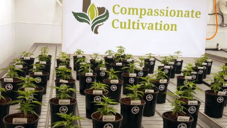 Compassionate Cultivation, the second medical marijuana dispensary in Texas, is set to open in early 2018.