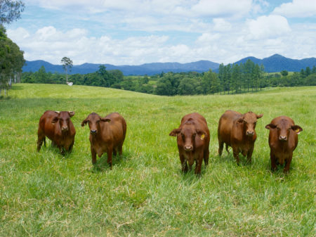 Brahman cattle graze in a field in Innisfail, Queensland, Australia. Researchers can estimate the greenhouse gas emissions and land used to produce various foods in different parts of the world. They've used that data to calculate the environmental impact of a shift in what people eat.