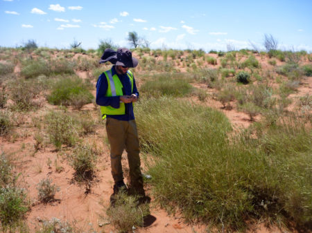 Ben Anderson collects grass samples in Western Australia. Spinifex tastes to some like salt and vinegar chips -- but it's so hard and spiky that scientists say collecting samples can be painful.