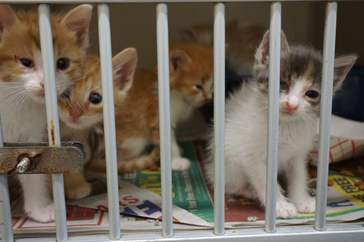animal shelter cats