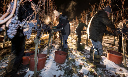 Making ice wine requires the grape to be picked and pressed at below-freezing temperatures, like in this vineyard in southern Germany. So, only a few places in the world — mainly Canada and Germany — produce it. But now, vineyards in frigid parts of the U.S., are making their own ice wine, giving Americans a chance to buy domestically produced b