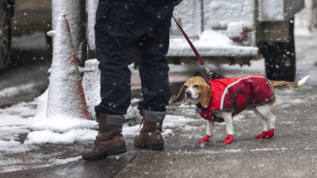 A man walks his dog during a snowstorm last February in Philadelphia.
