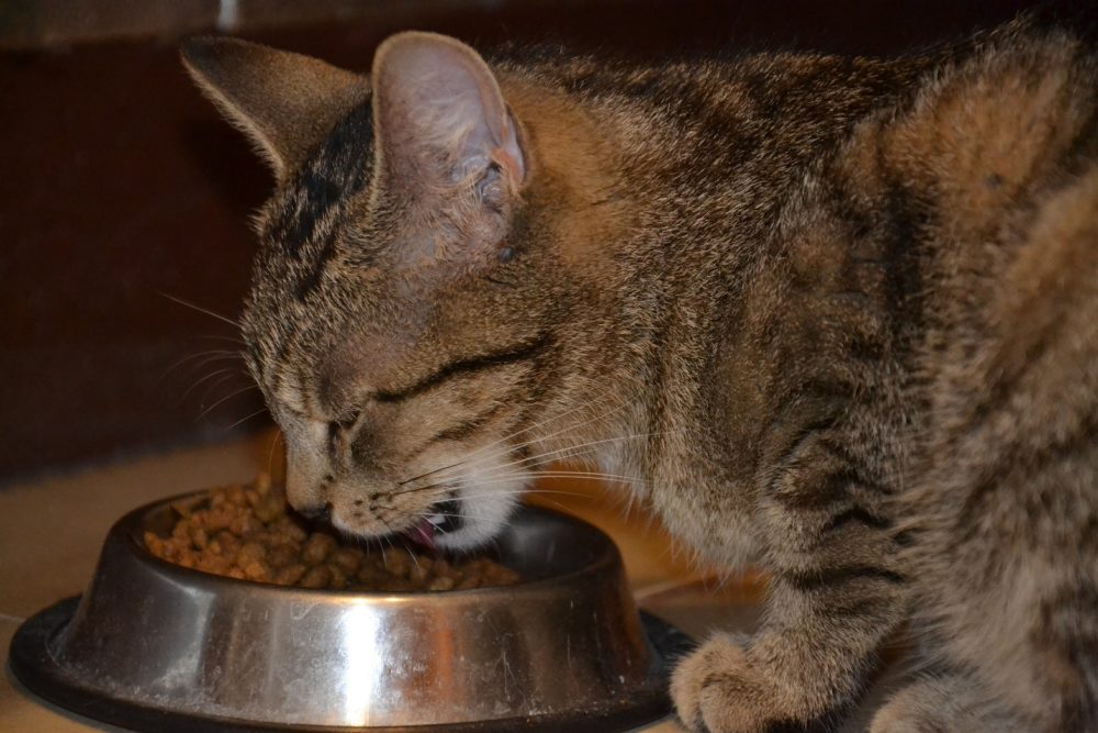 Cat Eating Pets - Pixabay