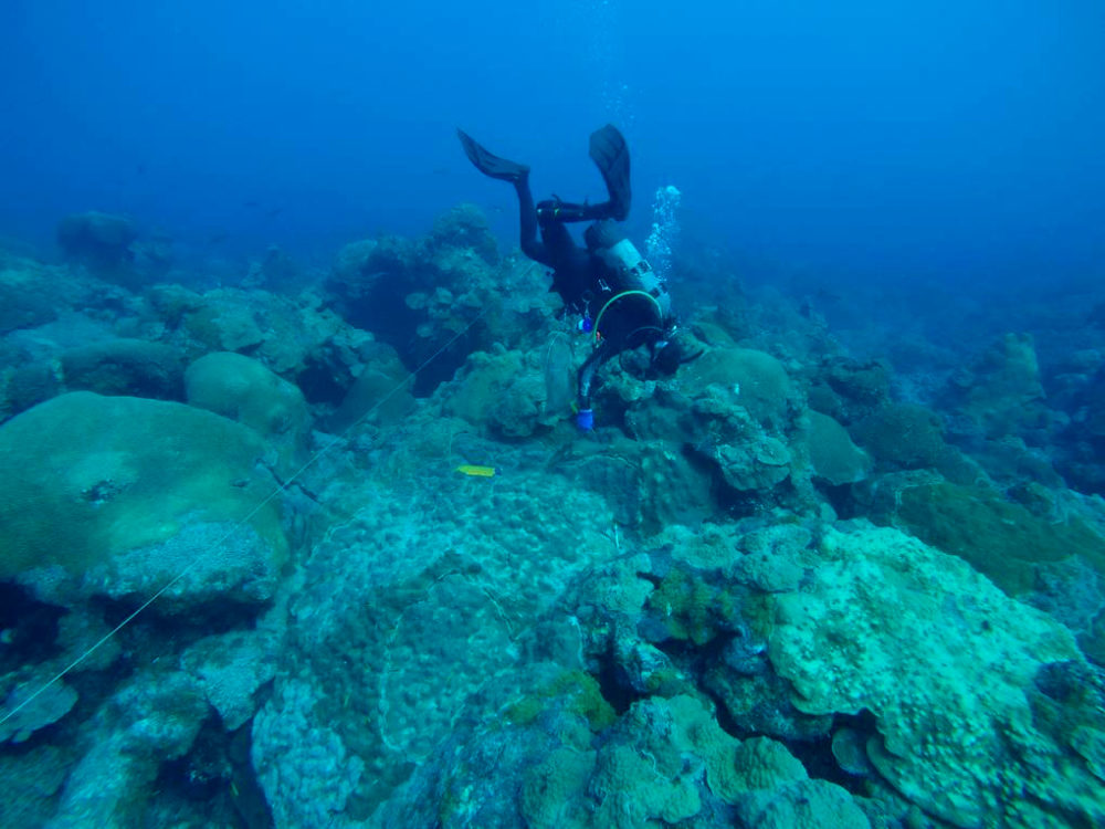 Flower Garden Banks SCUBA Diver