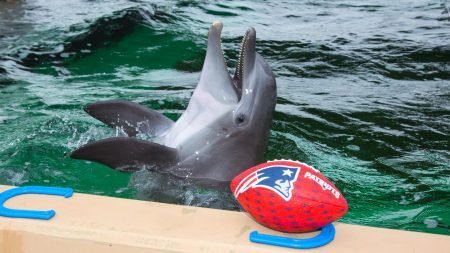 Nicholas the rescued dolphin at Clearwater Marine Aquarium chose the New England Patriots on Jan. 29, 2018 to win Super Bowl LII.