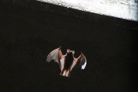 A bat emerging from below the Congress Street Bridge near downtown Austin on July 27, 2011.