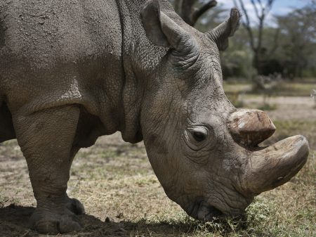 Sudan, the world's last male northern white rhino, grazes at the Ol Pejeta Conservancy in Kenya in May 2017. The 45-year-old rhino's health started deteriorating in late February.