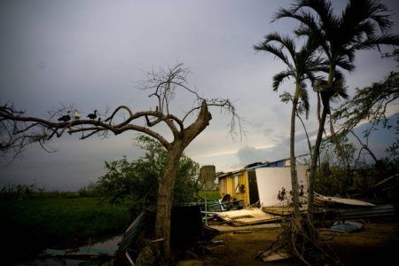 FILE - In this Oct. 12, 2017 file photo, ducks perch on the branch of a tree next to a home destroyed by Hurricane Maria in Toa Baja, Puerto Rico. The AP recently found that of the $23 billion pledged for Puerto Rico, only $1.27 billion for a nutritional assistance program has been disbursed, along with more than $430 million to repair public infrastructure. (AP Photo/Ramon Espinosa, File)