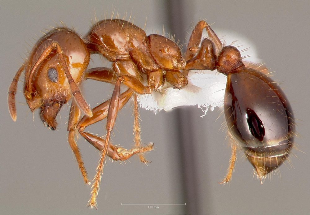 A Solenopsis invicta, or Imported Red Fire Ant. 
