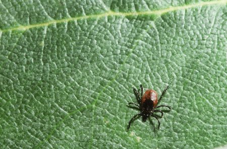Black-legged ticks, also known as deer ticks, can carry Lyme disease.