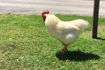 Sam Houston State Chicken
