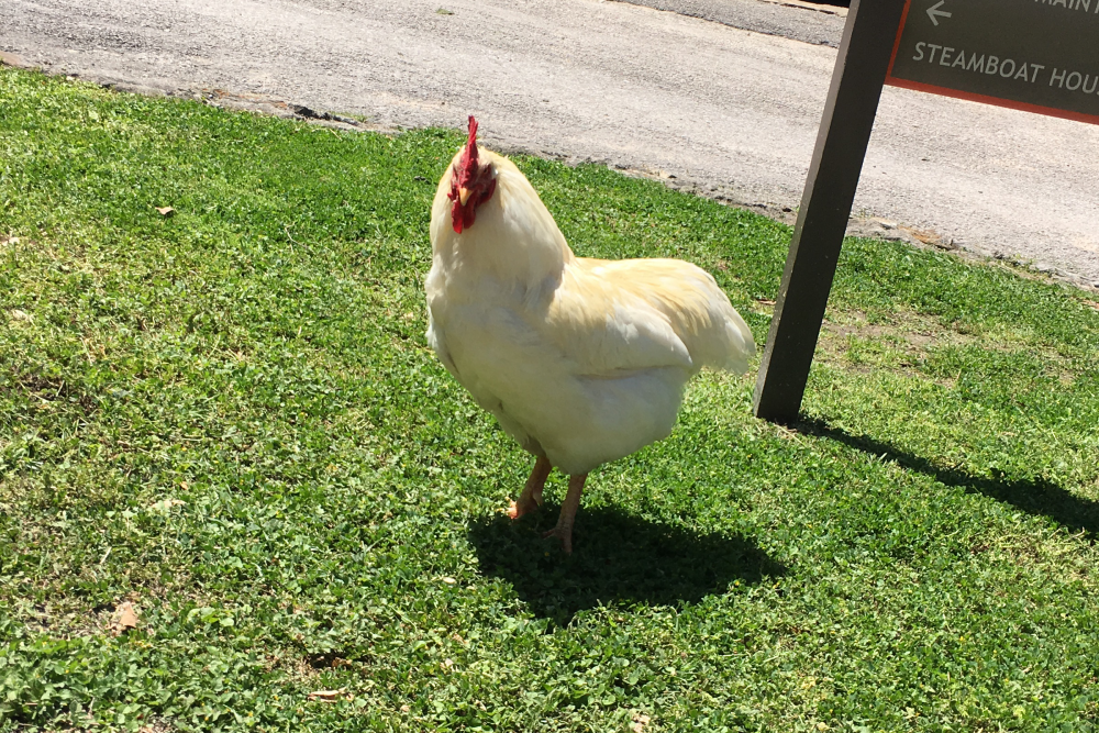 Sam Houston State Chicken