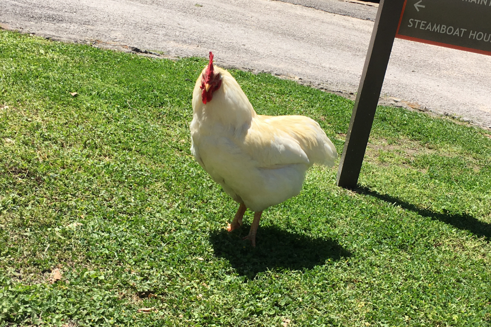 Some College Campuses Have Squirrels Or Feral Cats – Sam Houston State ...