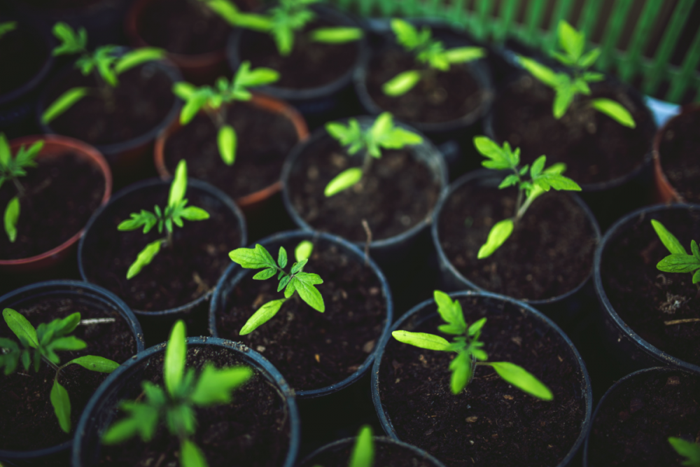 Potted Plants