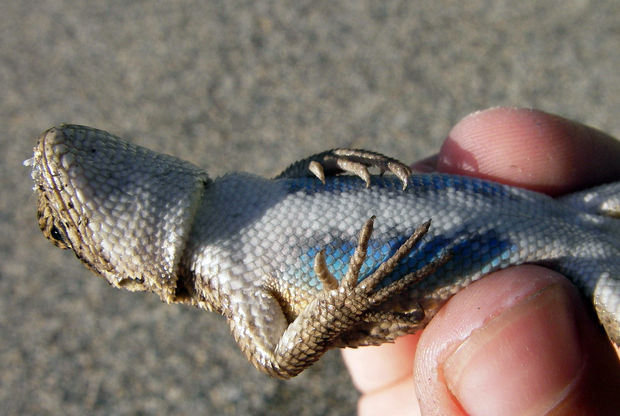 Faced With Failure, State To Propose New Plan To Protect West Texas Lizard  – Houston Public Media