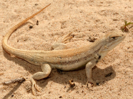 The dunes sagebrush lizard's habitat covers just eight counties on the Texas-New Mexico border, right in the heart of the Permian Basin, a major oil-producing region