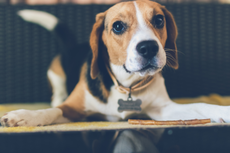 Nervous beagle