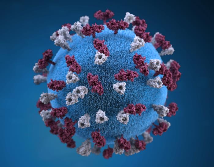 This illustration provides a 3D graphical representation of a spherical-shaped, measles virus particle that is studded with glycoprotein tubercles.