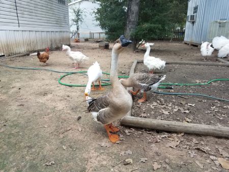 A Magnolia resident has surrendered more than 100 birds to the Houston SPCA reported because of not being able to provide proper living conditions for the animals.
