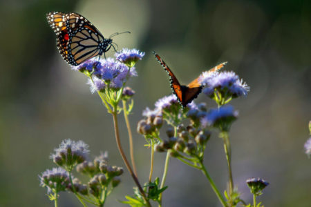 monarch butterflies in Austin