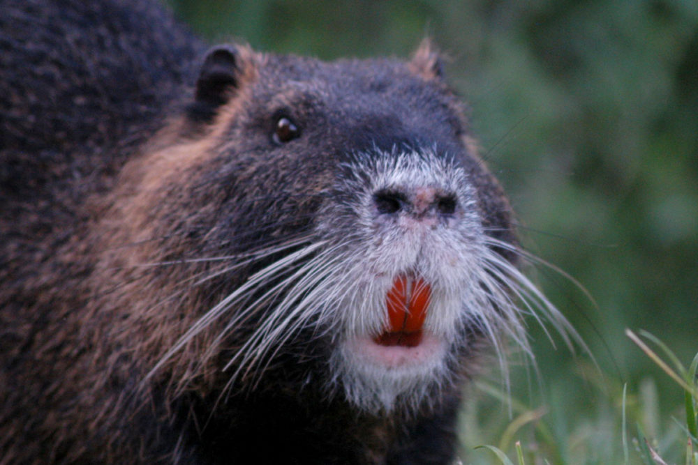 Nutria Closeup - Wikipedia