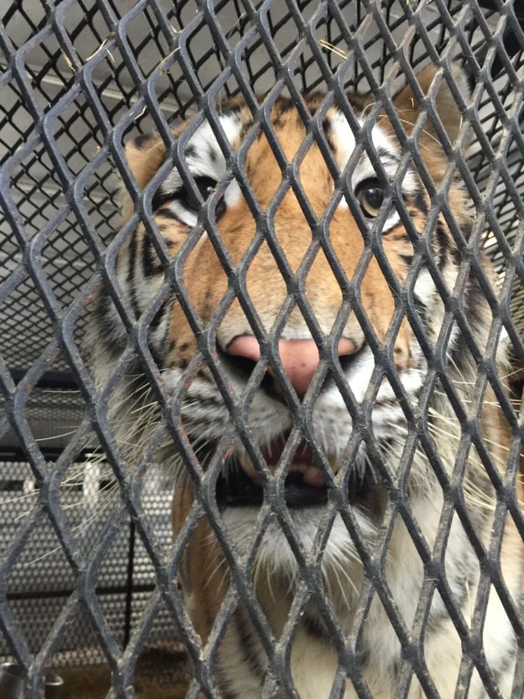A tiger discovered in what was thought to be an abandoned Houston home was rescued by the city's animal shelter, after an intruder called authorities.