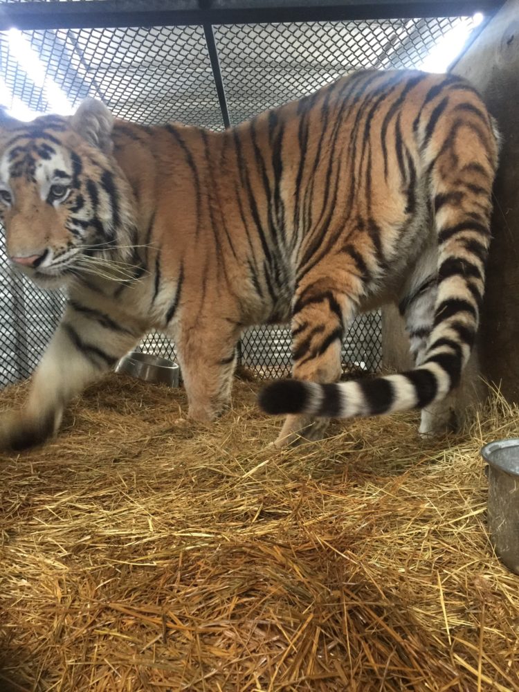 The tiger was tranquilized before being carted in a horse trailer to the Houston shelter.