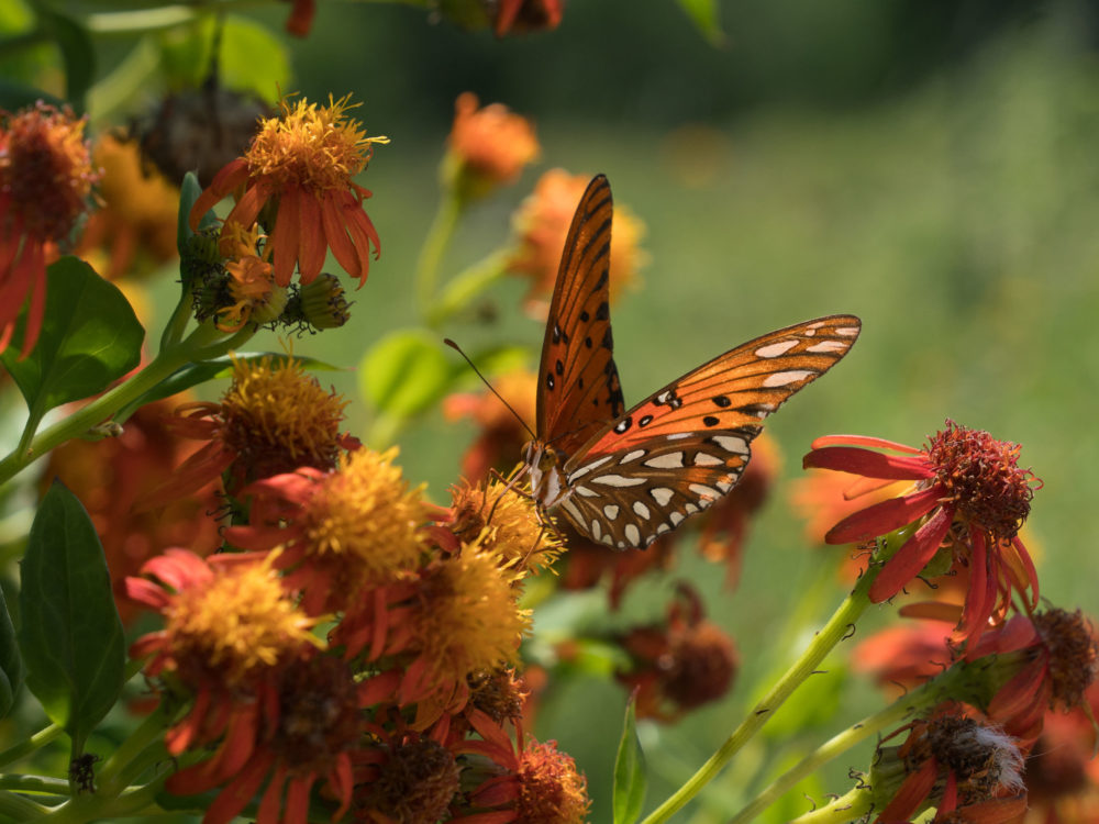 A Gulf fritillary butterfly perches on a flower at the National Butterfly Center, which is home to several endangered plants and threatened animals. The center is asking a federal judge to block government officials from building a border wall on its property.