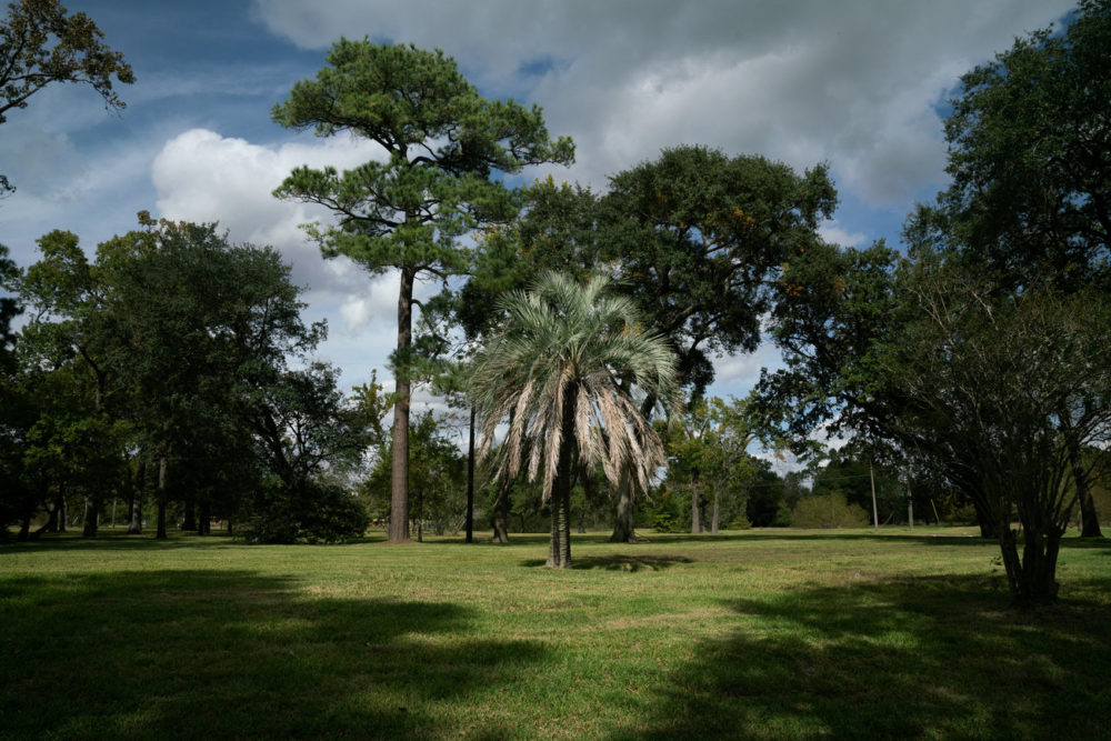 An ornamental palm tree stands in an empty field where there were once houses in Houston. As climate change drives more extreme rain, FEMA says it expects demand for the program to grow in the coming years.