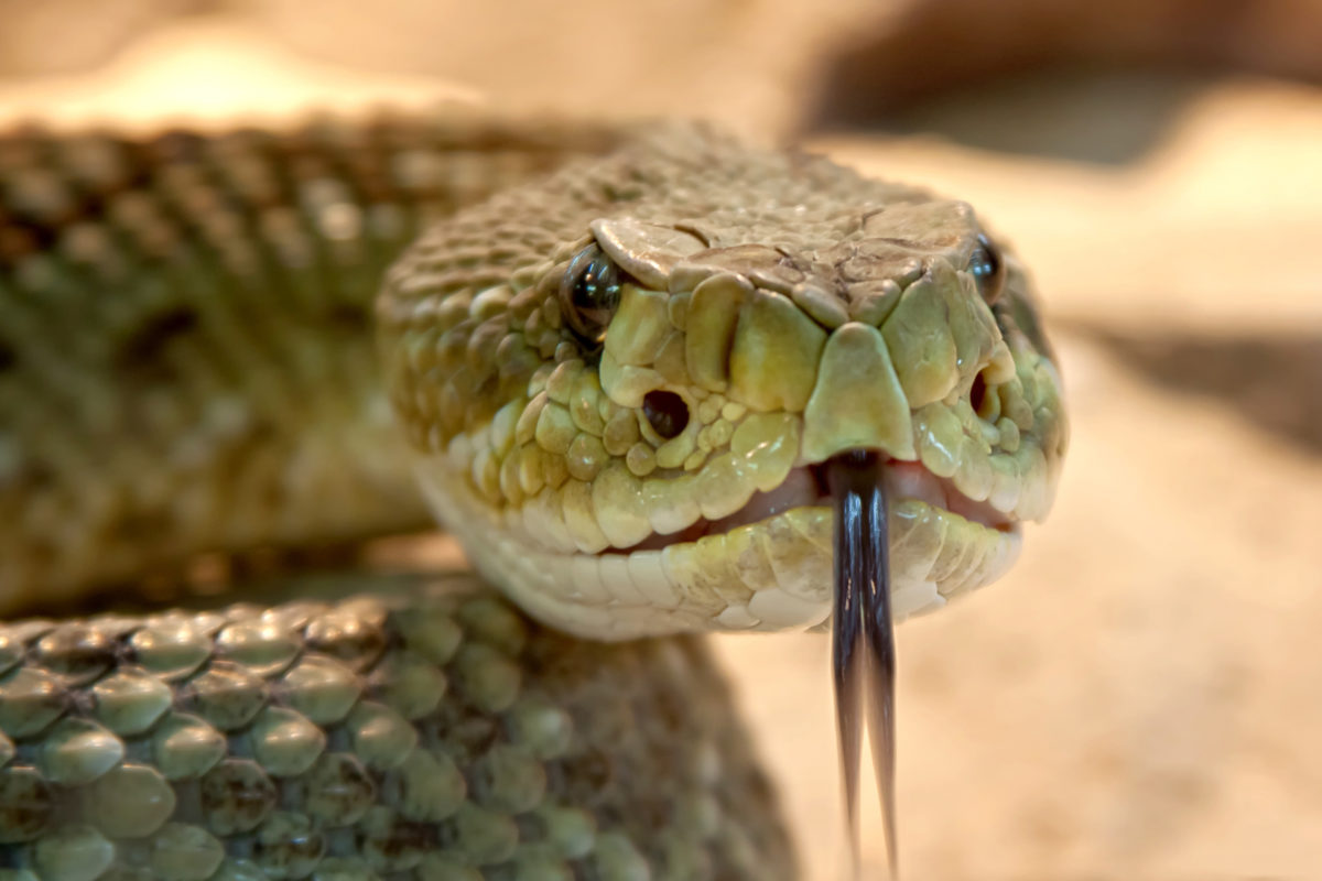 Snake bites are on the rise in US