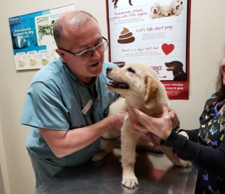Dr. Gil Costas, a veterinarian with the Spay-Neuter Assistance Program (SNAP), treats a puppy at one of the organization's Wellness Clinic in Houston. SNAP is conducting a year-long program in Greater Houston and San Antonio that aims to spay and neuter approximately 2,500 dogs and cats.