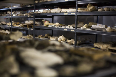 The Texas Vertebrate Paleontology Collection houses row after row of shelves full of bones.