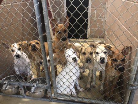 Dogs are housed at the Harris County Animal Shelter, which is currently severely overcrowded.