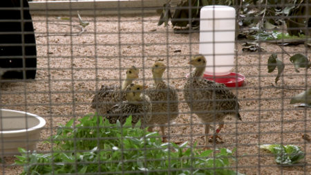 The Houston Zoo's breeding program is helping to save the Attwater Prairie Chicken from extinction.