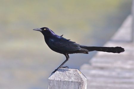 Great-tailed grackles often gather in massive numbers in Houston parking lots and on power lines.