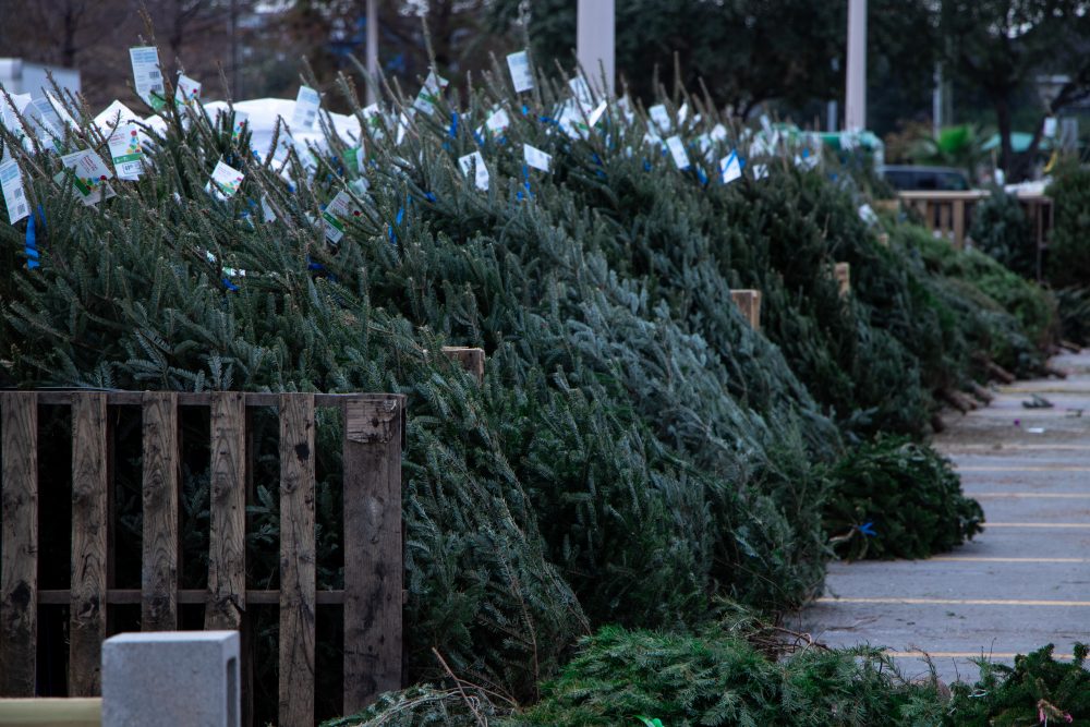 Here’s Where To Recycle Your Christmas Tree In Houston – Houston Public ...