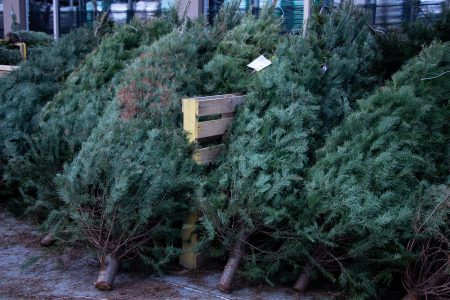 Christmas trees being sold at the Gulfgate Center Mall Lowe's. Taken on December 12, 2019.