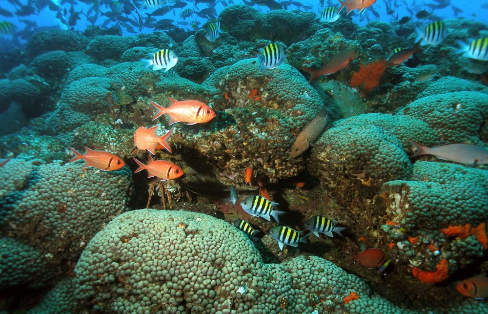 A healthy coral community in the Flower Garden Banks National Marine Sanctuary, located off the coast of Galveston.