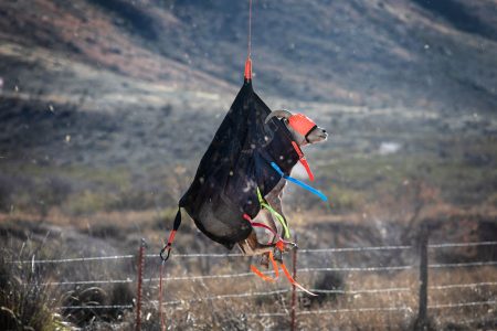 A sheep, blindfolded and dangling from the helicopter, is lowered gently to the ground at the field study site where veterinarians and researchers will collect data about the species. This relocation effort is done in hopes of reviving the Desert Big Horn Sheep population in West Texas.