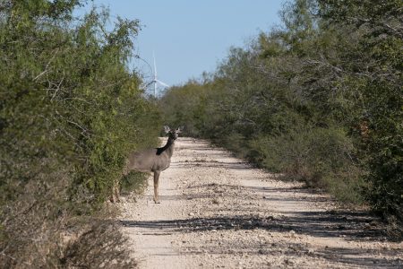 A white-tailed deer emerges from the brush. The Lower Rio Grande Valley National Wildlife Refuge has some of the richest biological diversity in North America--with 1,200 plants, 300 butterflies, and 700 vertebrates, of which 520 are birds.