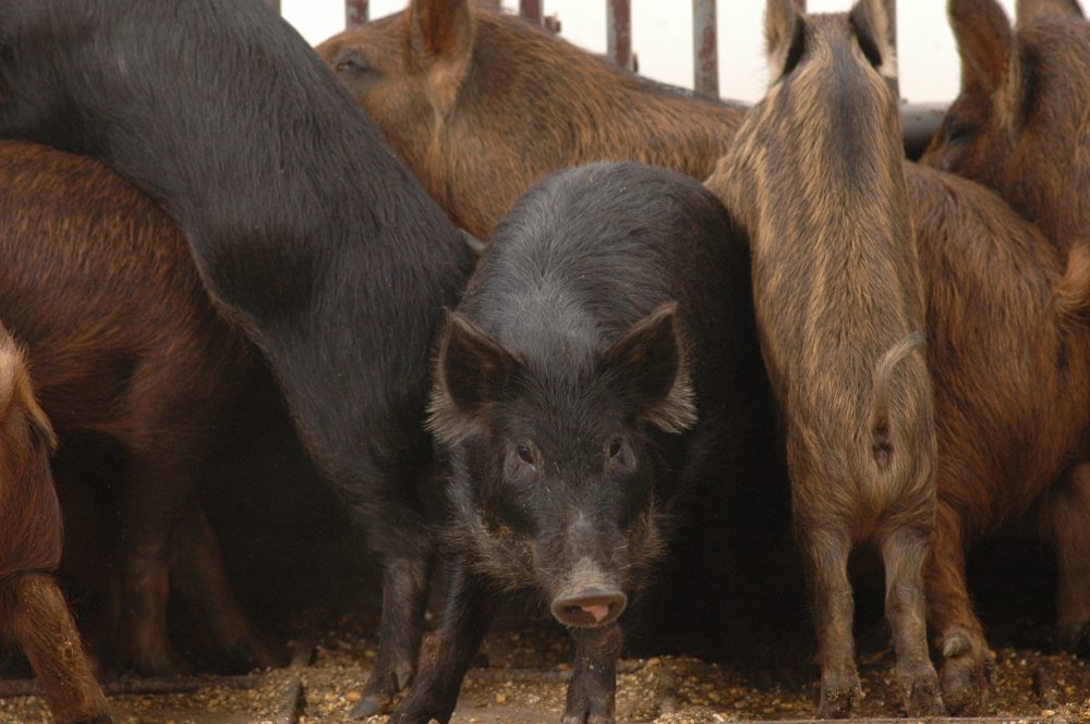 East Texas feral hogs after they've been trapped and transferred to a trailer. 