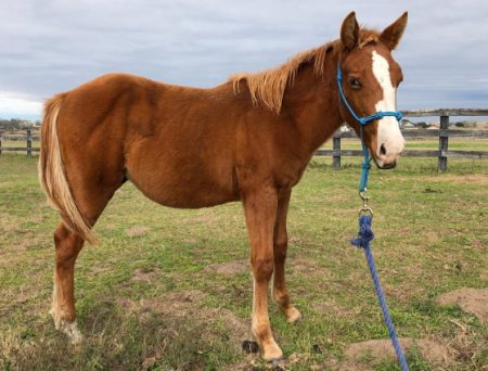 Adoptable Horse - Houston SPCA