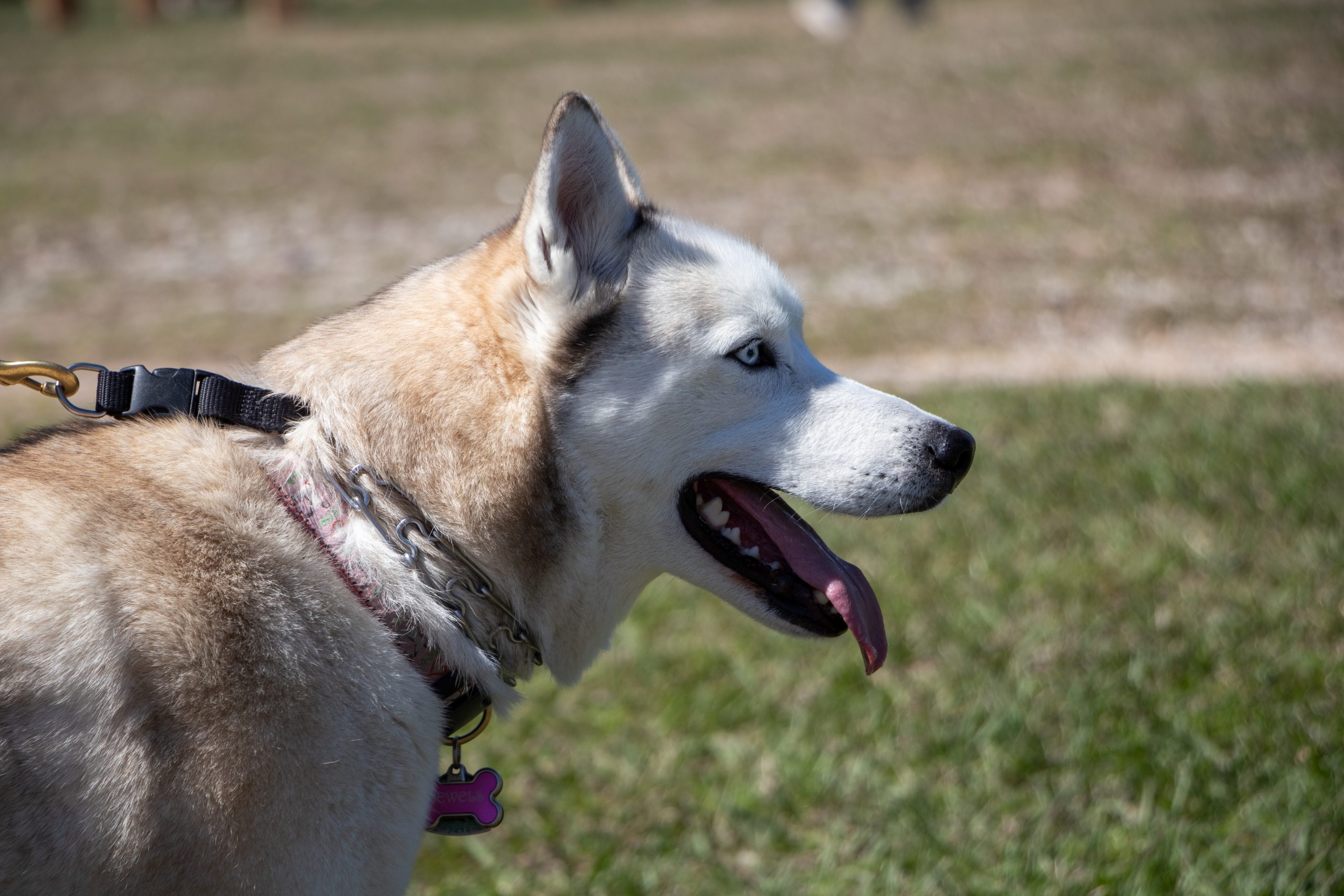 Dog Leash - Made in Texas Co.